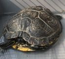 Tartaruga gettata in discarica: Tip cerca casa
