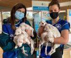 Otto cuccioli gettati come pattumiera: due morti