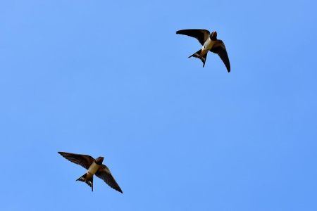 swallows-3850033_1280.jpg