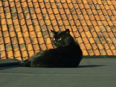 concorezzo gatto bloccato sul tetto