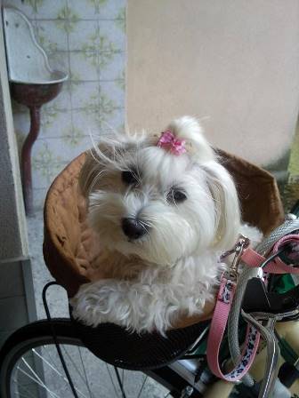 amelie.jpg