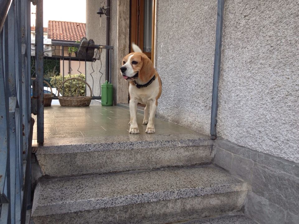beagle.jpg