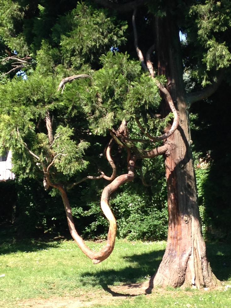 albero1.JPG