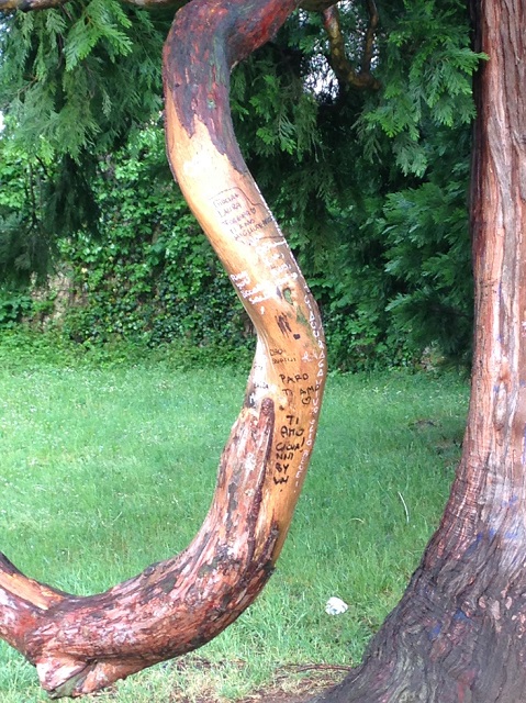 albero2.jpg
