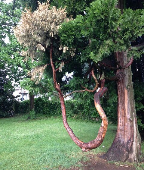 albero3.jpg