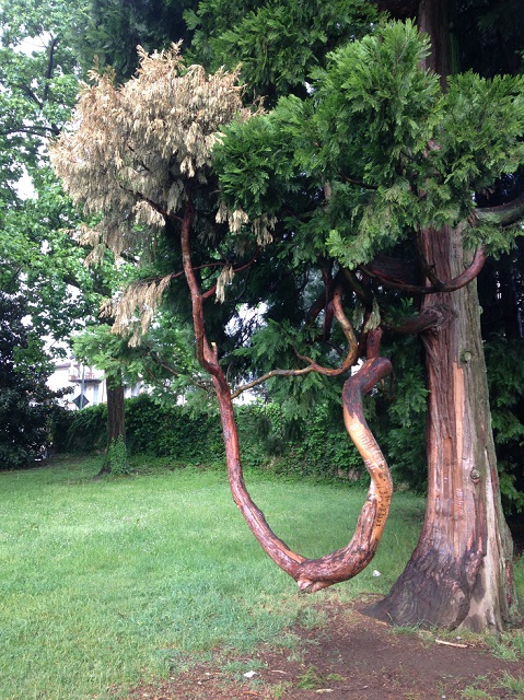 albero3.jpg