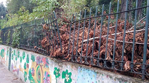 burronecancellata2015.jpg