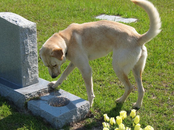 cane_cimitero.jpg