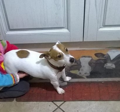 cane_petardo.jpg