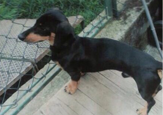 pepito.jpg
