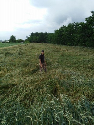 melziagricola1.jpg