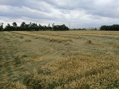 melziagricola3.jpg