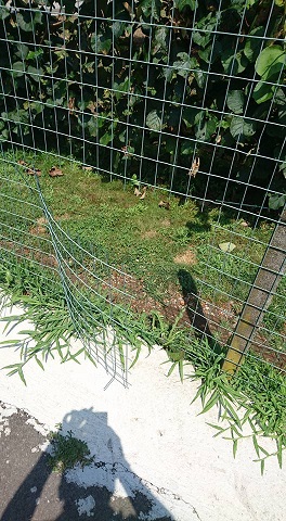 cane_rubato2.jpg