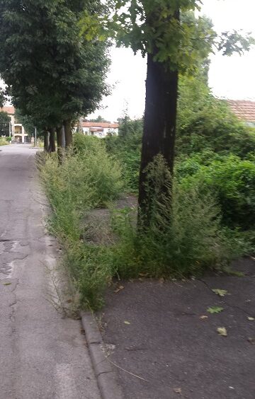 viadazeglioerbacce.jpg