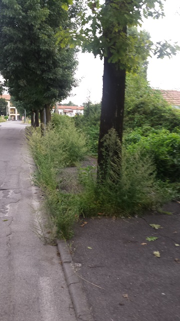 viadazeglioerbacce.jpg