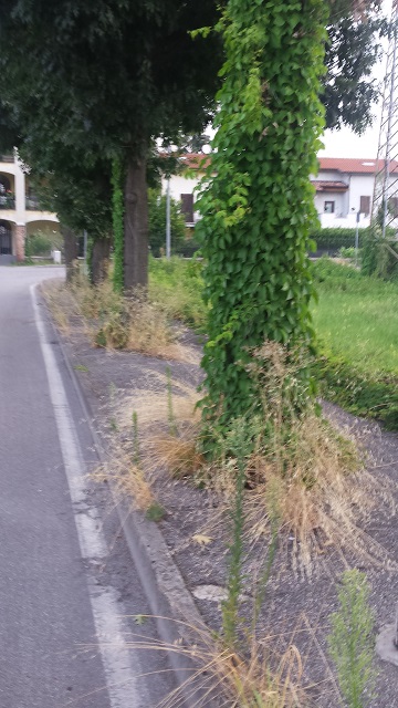 viadazeglioerbacce1.jpg