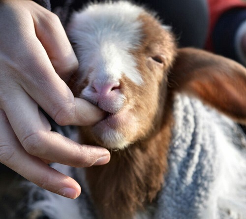 agnello2.jpg