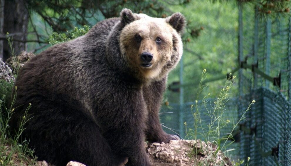orso_marsicano.jpg
