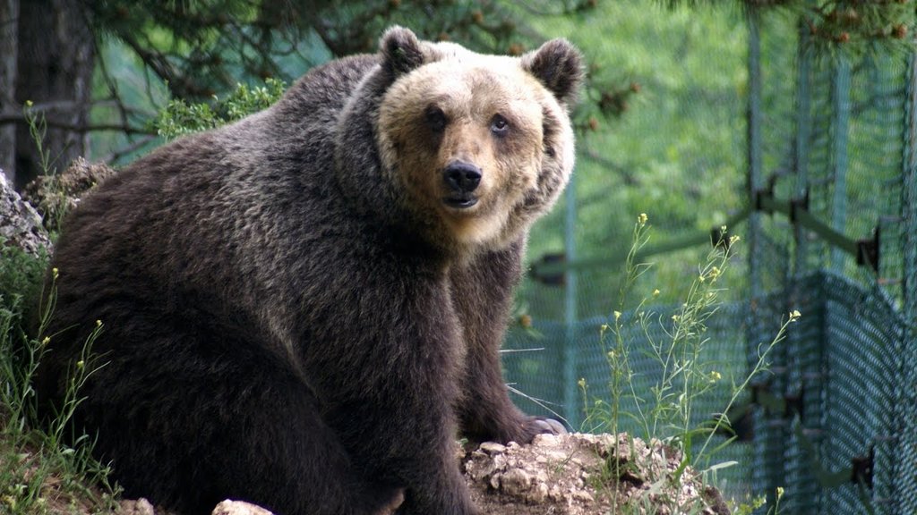 orso_marsicano.jpg
