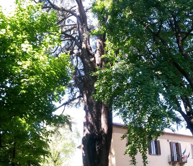 cedro villa zoia.jpg