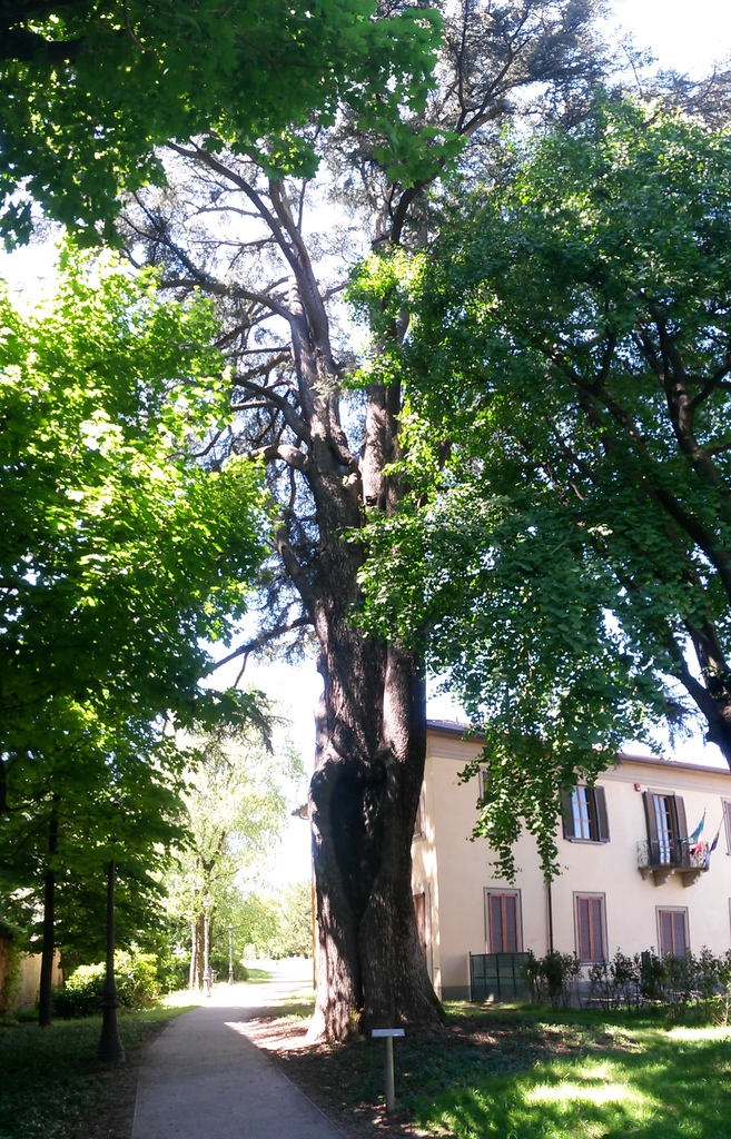 cedro villa zoia.jpg