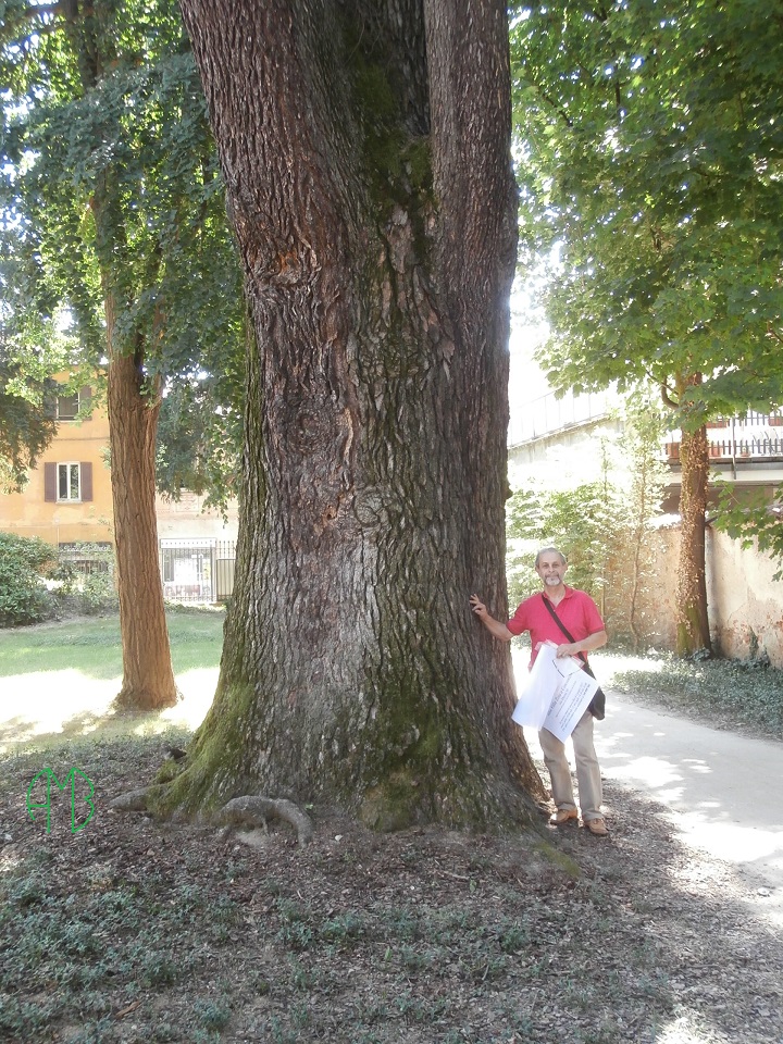 cedro2.jpg