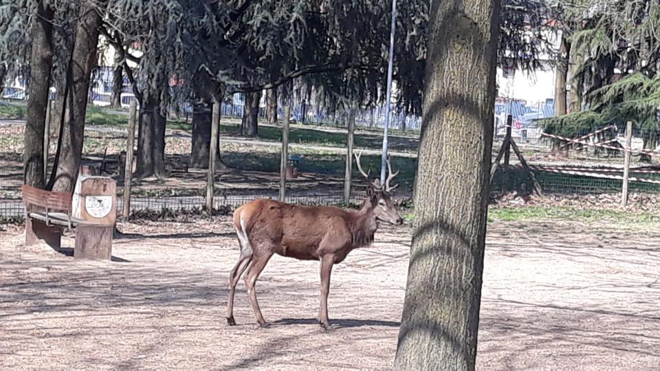 Cervo Cavenago.jpg