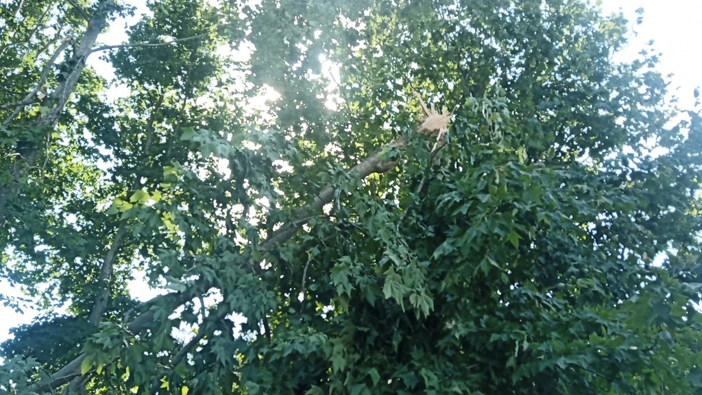 IMG_20200711_164908.jpg