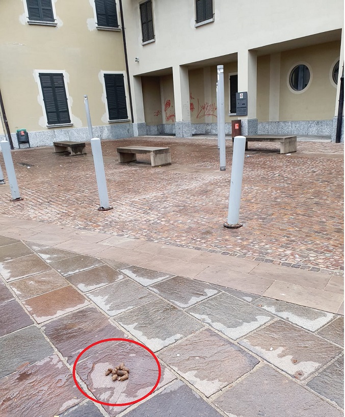 deiezioni_municipio.jpg