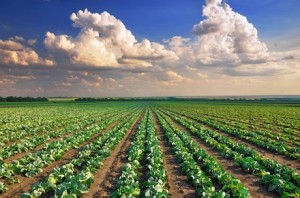imu-terreni-agricoli-300x198.jpg