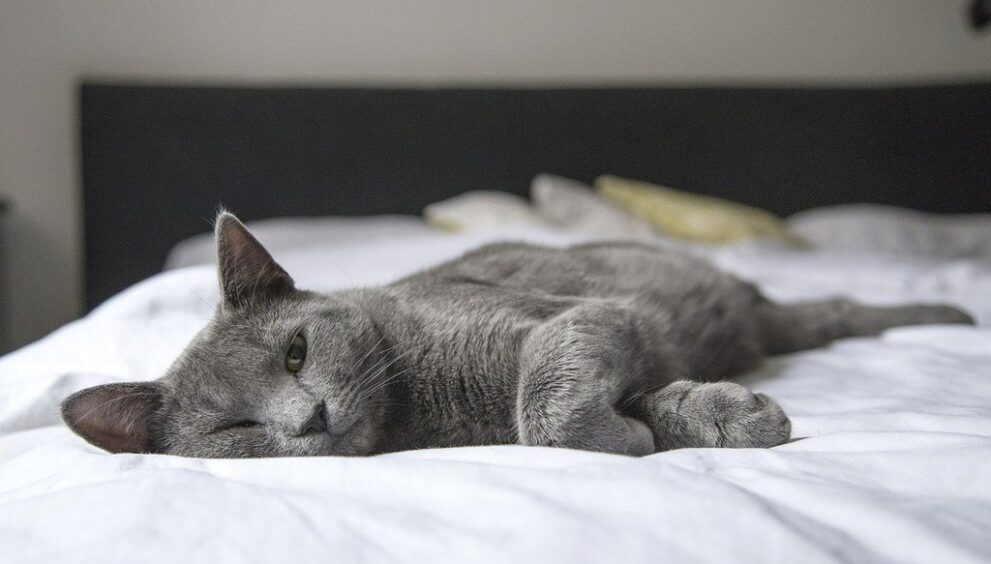 cat-1818927_1280.jpg