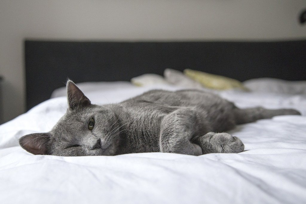 cat-1818927_1280.jpg