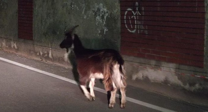capra_concorezzo.jpg