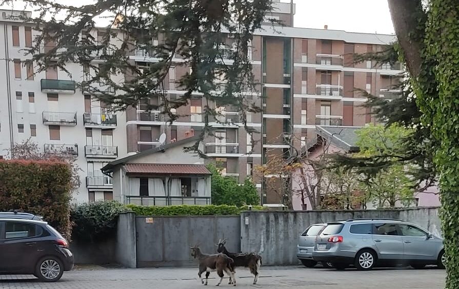 capra_concorezzo2.jpeg