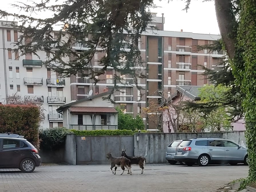 capra_concorezzo2.jpeg