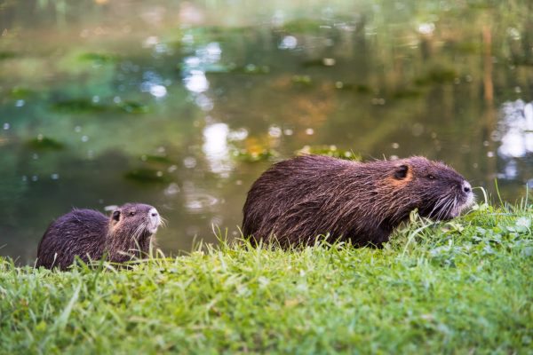 nutrie escono dall'acqua.jpg