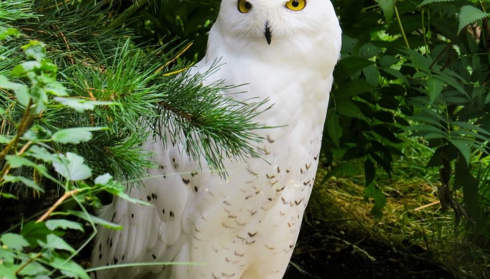 wildlife-g2a497cce4_1280.jpg