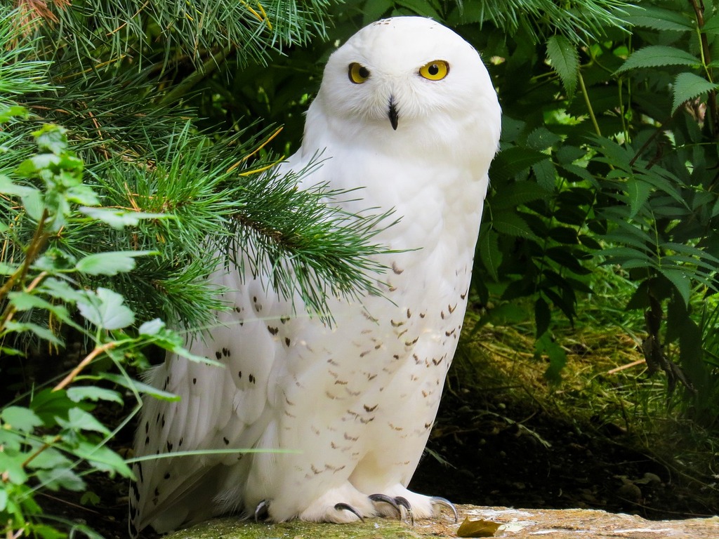 wildlife-g2a497cce4_1280.jpg