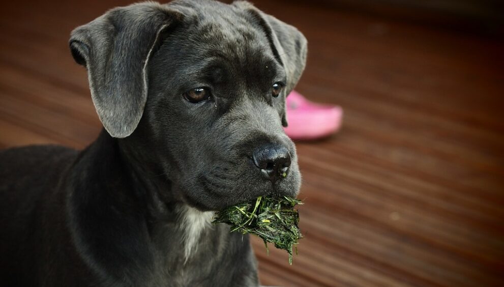 dog-g5a0b39d48_1280.jpg