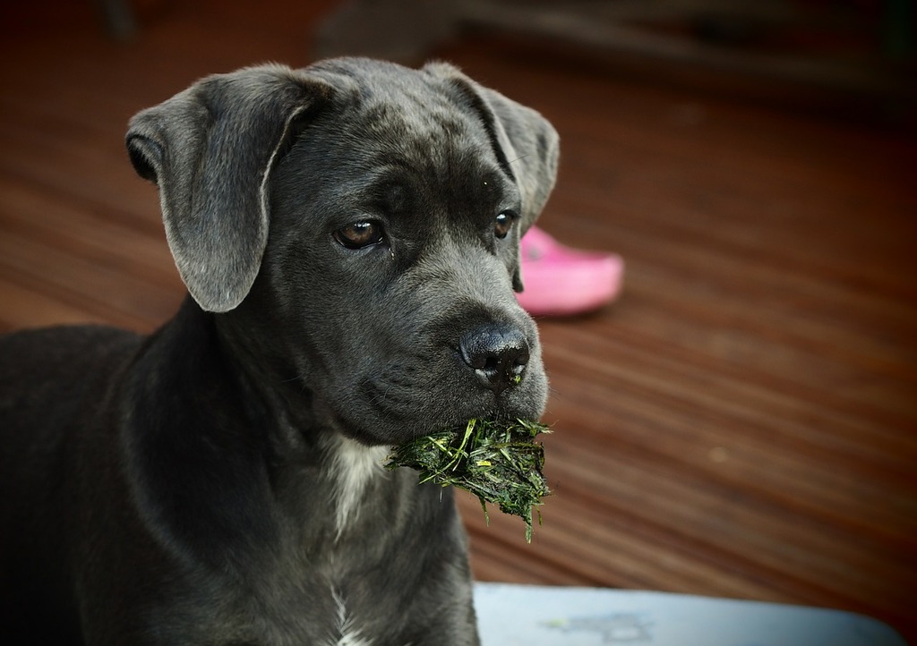 dog-g5a0b39d48_1280.jpg