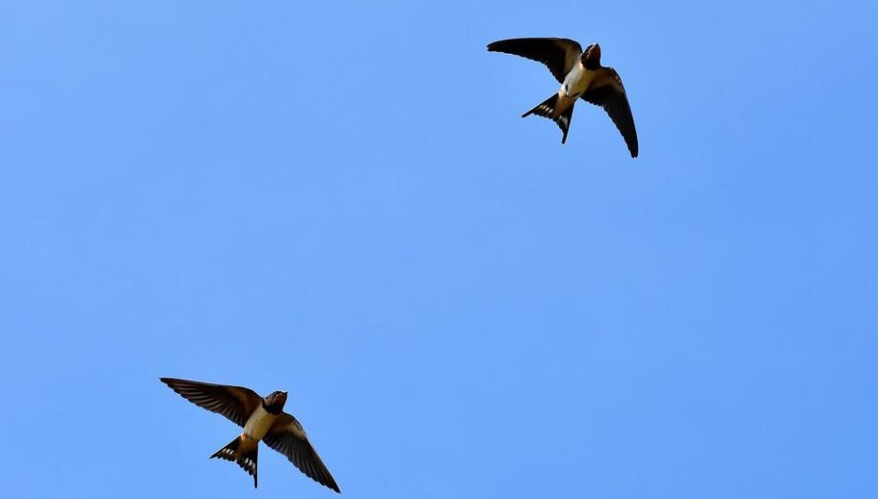 swallows-3850033_1280.jpg