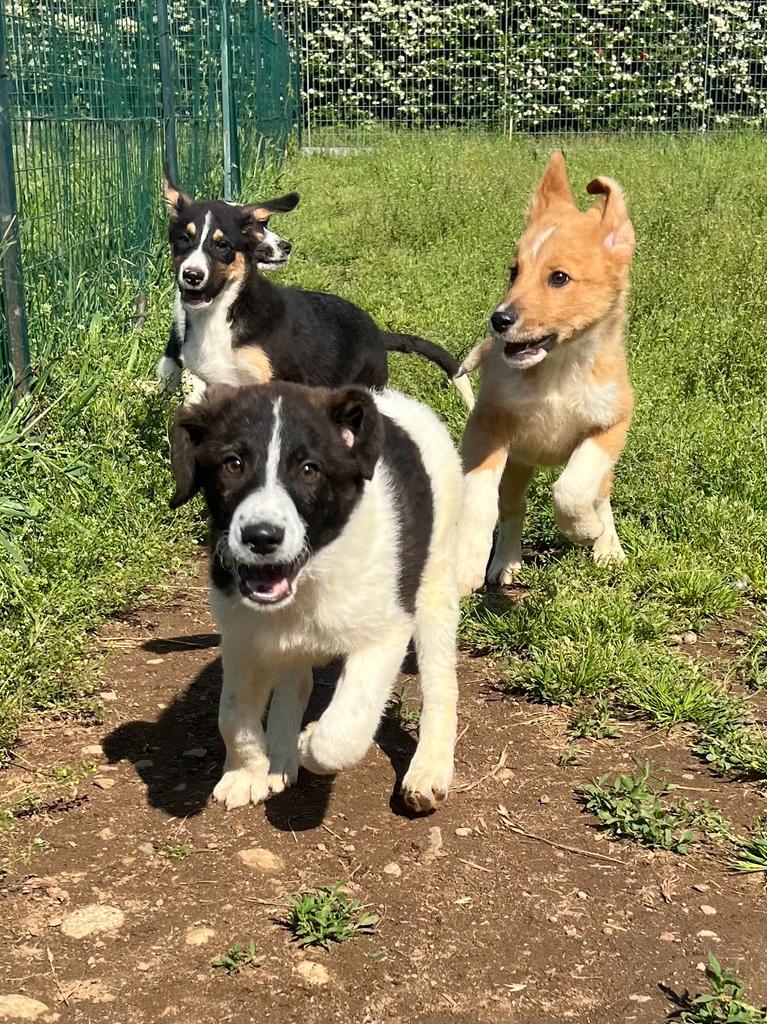 cuccioli MAG23 (8).jpeg