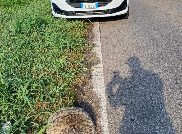 tasso_concorezzo.jpeg