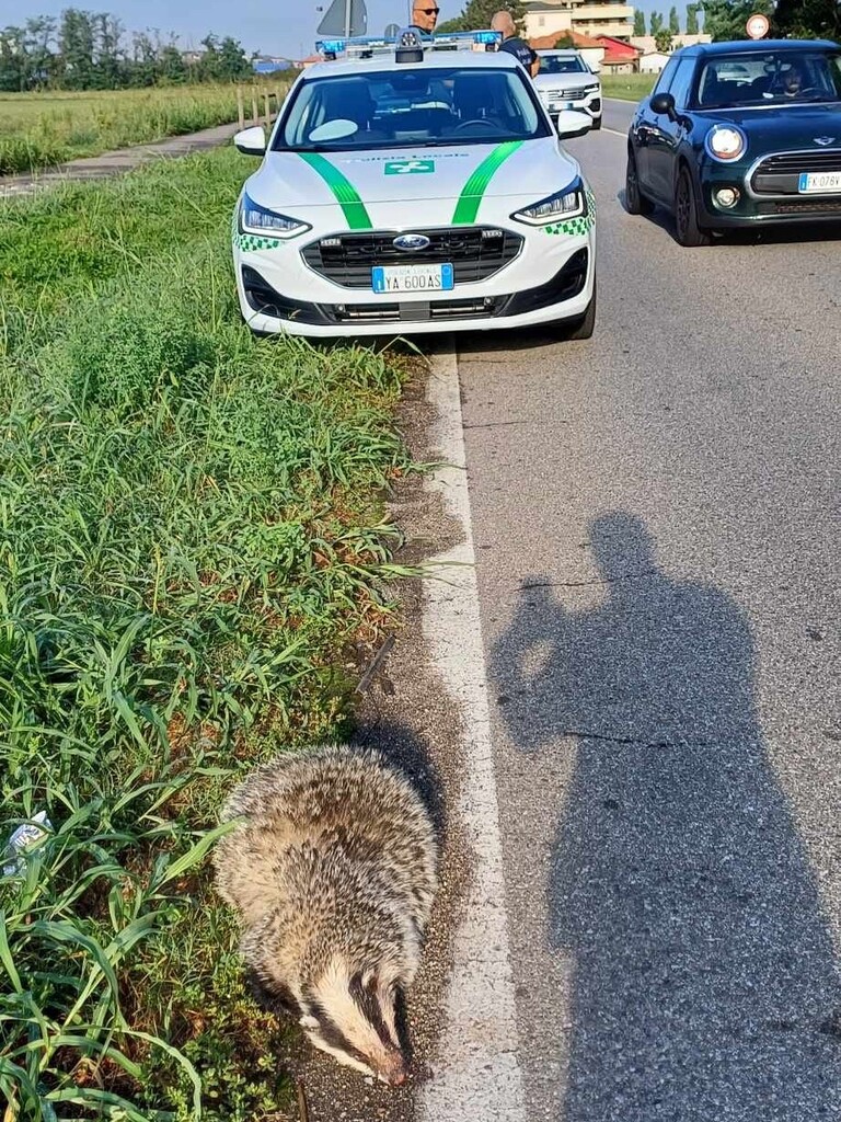 tasso_concorezzo.jpeg